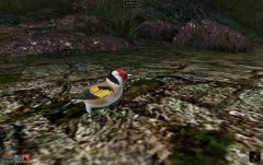 Goldfinch 2.jpg