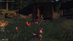 Chickens leaving the coop