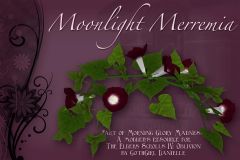 Moonlight Merremia - From Morning Glory Madness