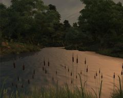 Evening in the swamp