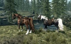 My Horses