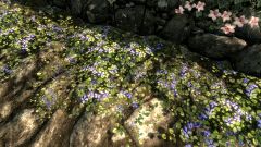 Clover flowering